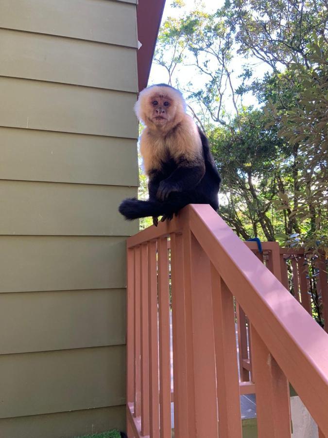 Casas Clusia Leilighet Monteverde Eksteriør bilde